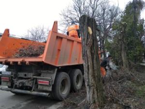 Проекты сноса деревьев в центре Симферополя не соответствуют действительности, — администрация города