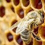 Гибель пчёл в регионах связана с борьбой с вредителями, — эксперт