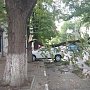 В Симферополе продолжают расчищать улицы от сломанных после урагана деревьев