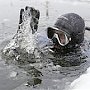 В районе Севастополя проходят учения водолазов ЧФ