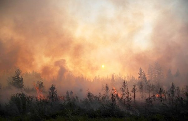 Михаил Щапов: Горит, так как воруют