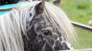 В Крыму туристы жалуются на коней, вымогающих деньги