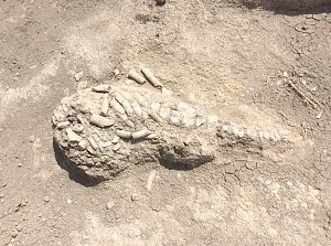 На Керченском полуострове археологи обнаружили останки древнего морского животного