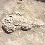 На Керченском полуострове археологи обнаружили останки древнего морского животного