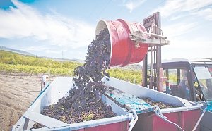 Виноделы «Массандры» обновят парк техники более чем на 200 миллионов