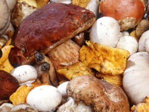 Сбором грибов и ягод занимается почти половина россиян, — ВЦИОМ