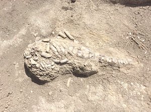 Ему 10 млн лет: учёные идентифицировали останки животного, найденного в Крыму