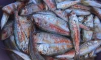 300 кг рыбной продукции без маркировки выявили в Керчи