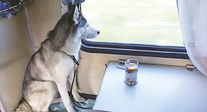 Как перевозить домашних животных в поездах и что для этого необходимо