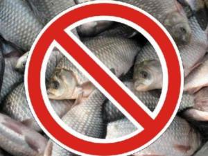 До конца августа вводится запрет на добычу мидий и креветок в Чёрном море
