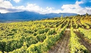 По сбору винограда и площади виноградников Крым вышел на третье место в России