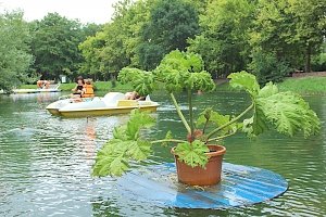 Плавающие клумбы появились в симферопольском парке Гагарина