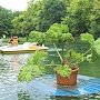 Плавающие клумбы появились в симферопольском парке Гагарина