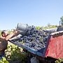 Винодельческие предприятия Крыма приступили к сбору винограда столовых и технических сортов