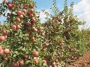 Крымские аграрии уже собрали 2,3 тыс тонн яблок