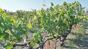 Тоска по Тоскане: правительство Крыма раздаёт виноградники, максимально шифруя сделки