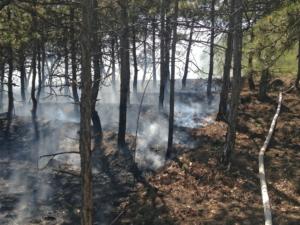 Спасатели локализовали лесной пожар на территории Старокрымского лесничества