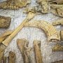 В новом зале пещеры «Таврида» вновь нашли останки животных и скелет змеи