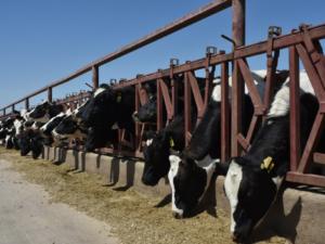С начала года в Крыму реализовано на убой больше 90 тысячи тонн скота и птицы