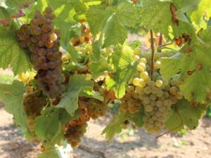 Более 5 тыс. тонн технических сортов винограда собрали в Севастополе