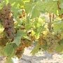 Более 5 тыс. тонн технических сортов винограда собрали в Севастополе