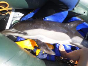 Специалисты сообщили, что делать в случаях обнаружения мертвого дельфина на пляже