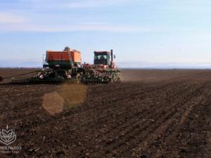 Уборка поздних зерновых в Крыму перешла в завершающую стадию