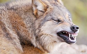 В Крыму волки начали нападать на людей