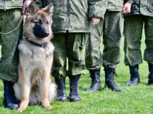 Служебная собака дала возможность полицейским отыскать рецидивистов в Крыму