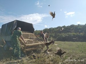 Охотничьи угодья в Крыму пополнились фазанами