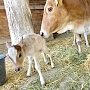 В одном из зоопарков Крыма родился теленок у карликовой коровы Зебу