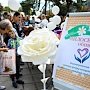 Не менее 182 тысяч рублей собрали в Судаке на акции «Белый цветок»