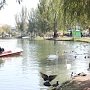 Лебеди в Гагаринском парке пострадали из-за любителей порыбачить