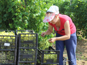 Более 33 тысяч тонн винограда собрали в Крыму
