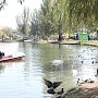 Рыбаки покалечили двух лебедей в Гагаринском парке Симферополя