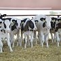 Нужно соблюдать меры по профилактике заболевания крупного рогатого скота, — Госкомветеринарии Крыма