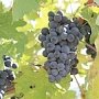 20 тыс. тонн винограда запланировали собрать аграрии Севастополя