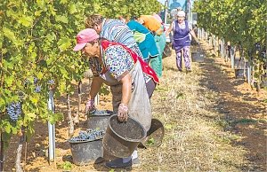 Как собирают виноград в Крыму