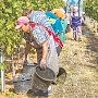 Как собирают виноград в Крыму