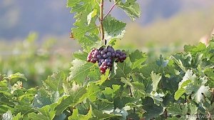 Некрымское вино: пока Россия инвестирует в иностранную лозу, крымские виноградники гибнут