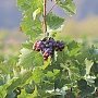 Некрымское вино: пока Россия инвестирует в иностранную лозу, крымские виноградники гибнут