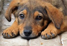 В Бахчисарайском районе владельца собаки наказали за отсутствие вакцины от бешенства