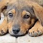 В Бахчисарайском районе владельца собаки наказали за отсутствие вакцины от бешенства