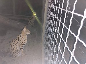 Пара малышей-сервалов родилась в бахчисарайском зоопарке