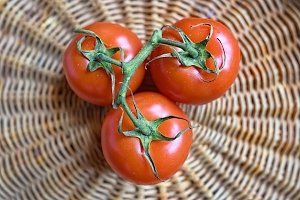 Как выращивать помидоры в холода