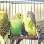 Как содержать дома попугайчиков и обучить их различным трюкам