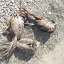 В Бахчисарайском районе задержали браконьеров с тремя тушками фазанов