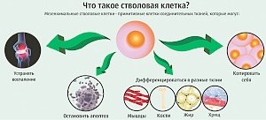 Что требуется знать об омоложении и лечении стволовыми клетками