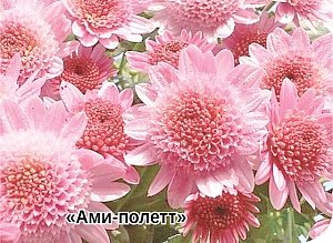 Как с подачи «Крымской газеты» стали выбирать лучшую хризантему Никитского сада