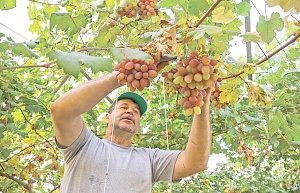 Виноградари Крыма призывают к созданию собственных виноградных питомников